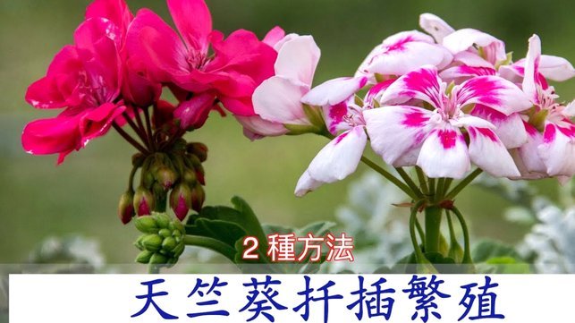拿去花现在怎么用不了了