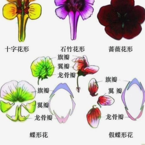 秒花是什么意思