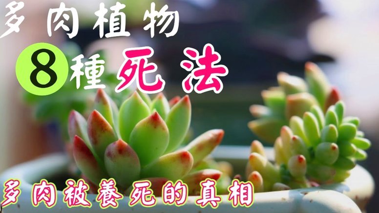 去哪儿拿去花怎么套出来