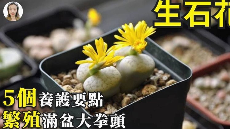 去哪儿拿去花怎么套出来