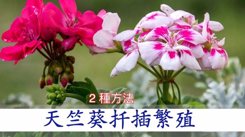 找回遗失的不仅仅是花