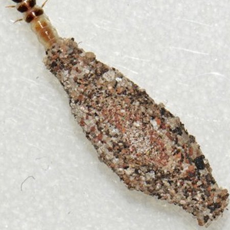 套用花呗额度是什么意思