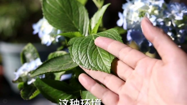 携程“拿花”取现难理清之道
