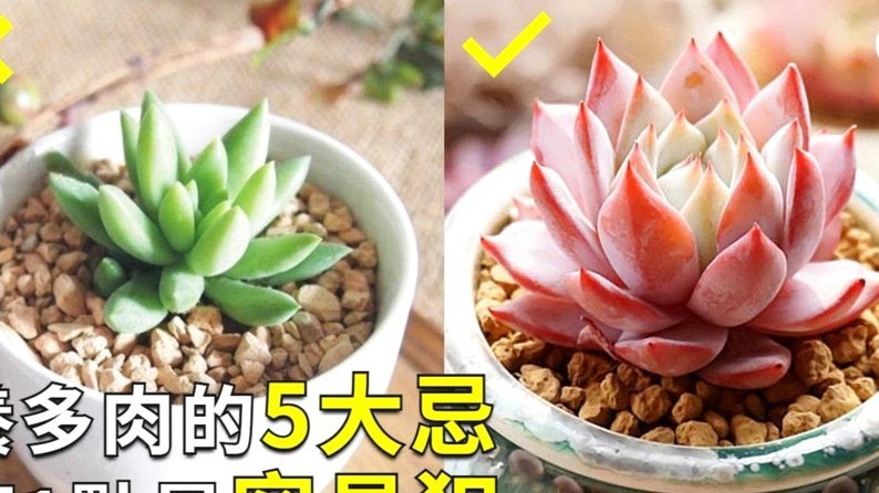 携程拿去花怎么取现