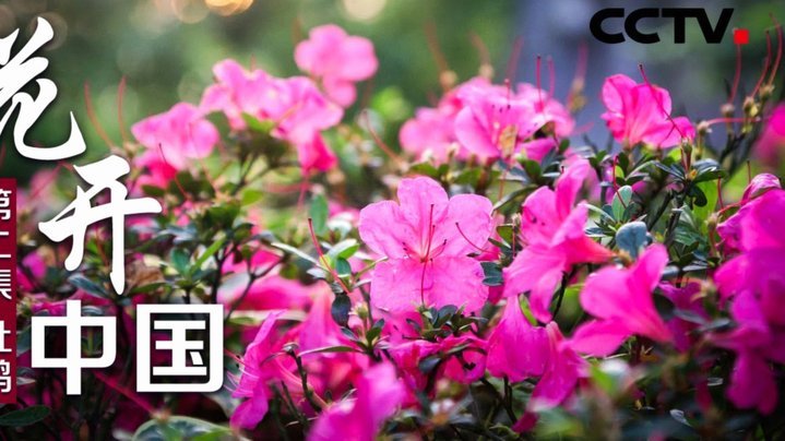 花呗套花呗，平台能识破吗？