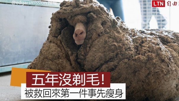 羊小咩套出来